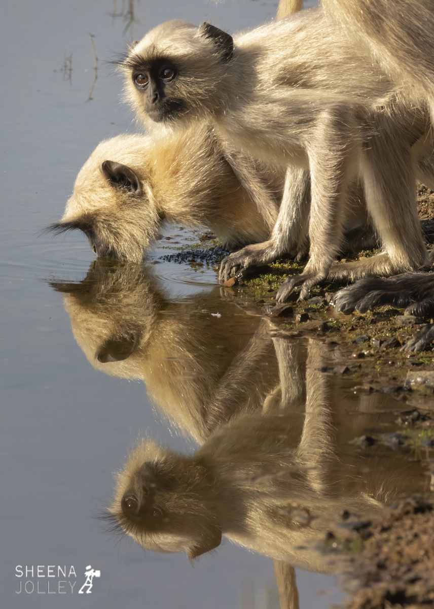 Gray Langur cautiously drinking.-.jpg - India
